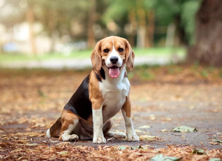 beagle dog